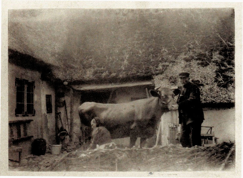 Tækkemand Poul Hansen, og hans kone, Bodil Kirstine Hansen samt deres ko.